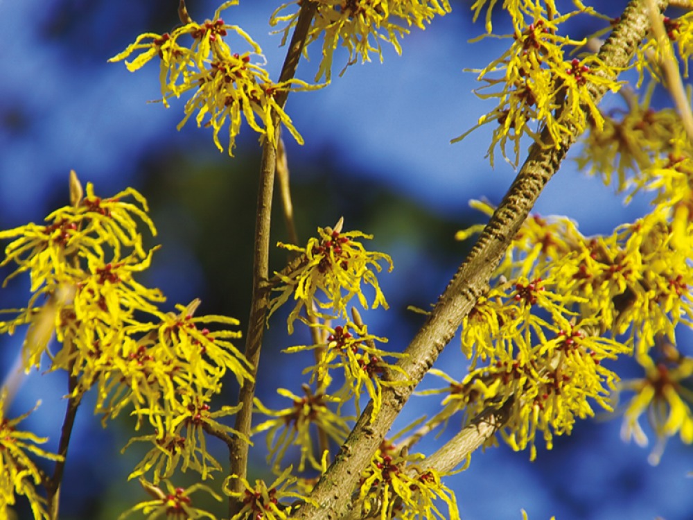 Witch Hazel (Hamamelis)