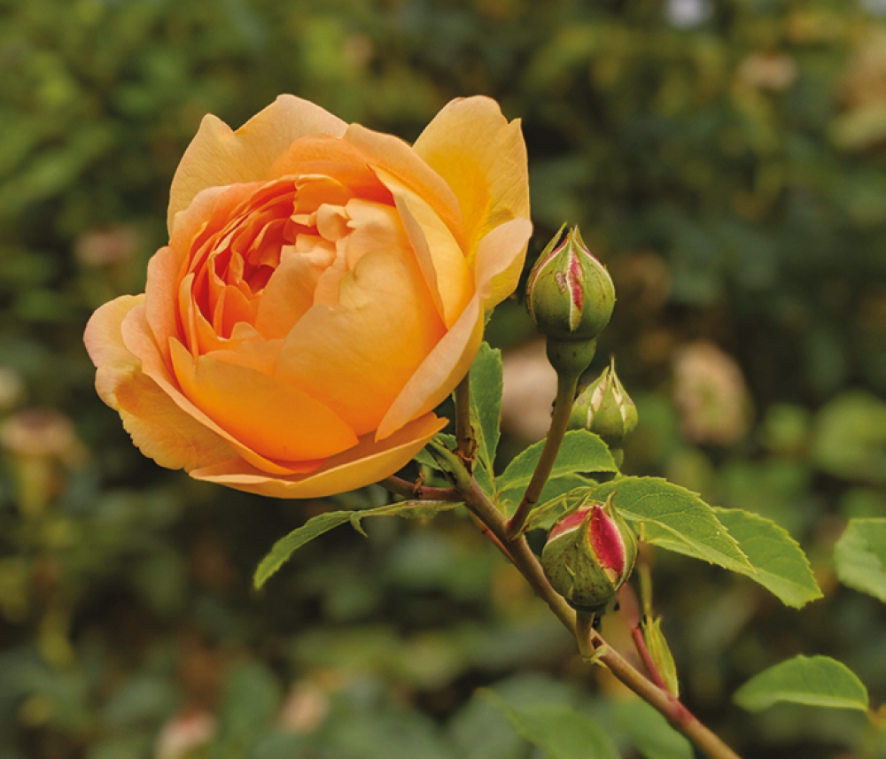 peach rose