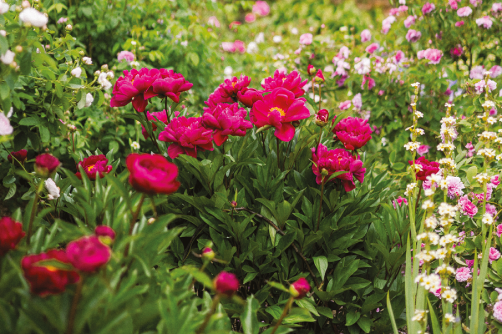 pink and white flowers 