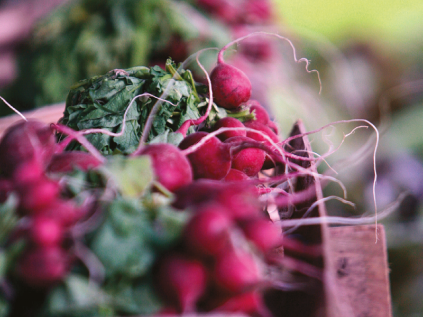 radishes