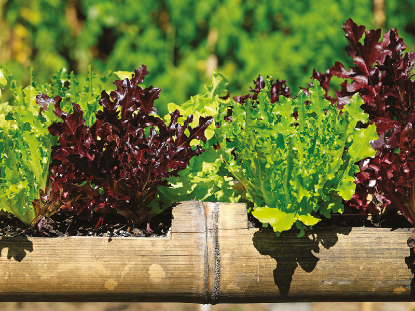green and purple lettuce
