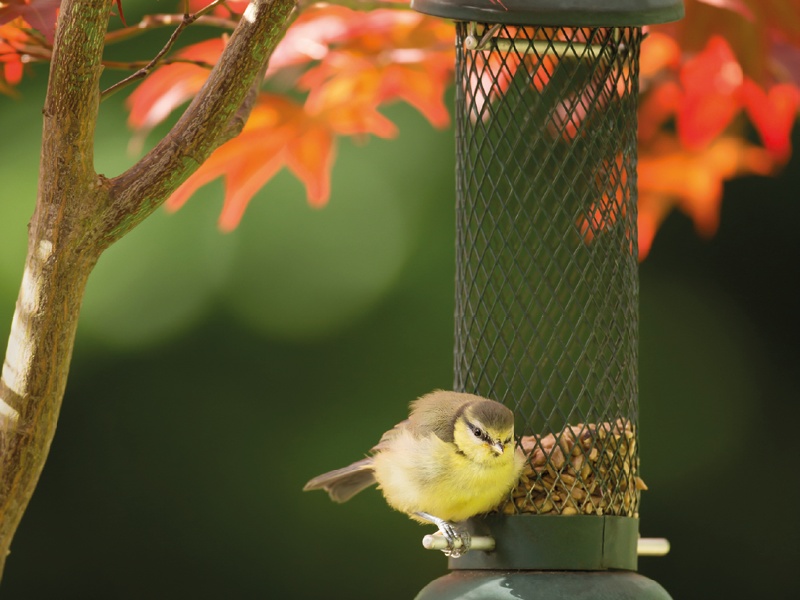 What to Do in the Garden in October