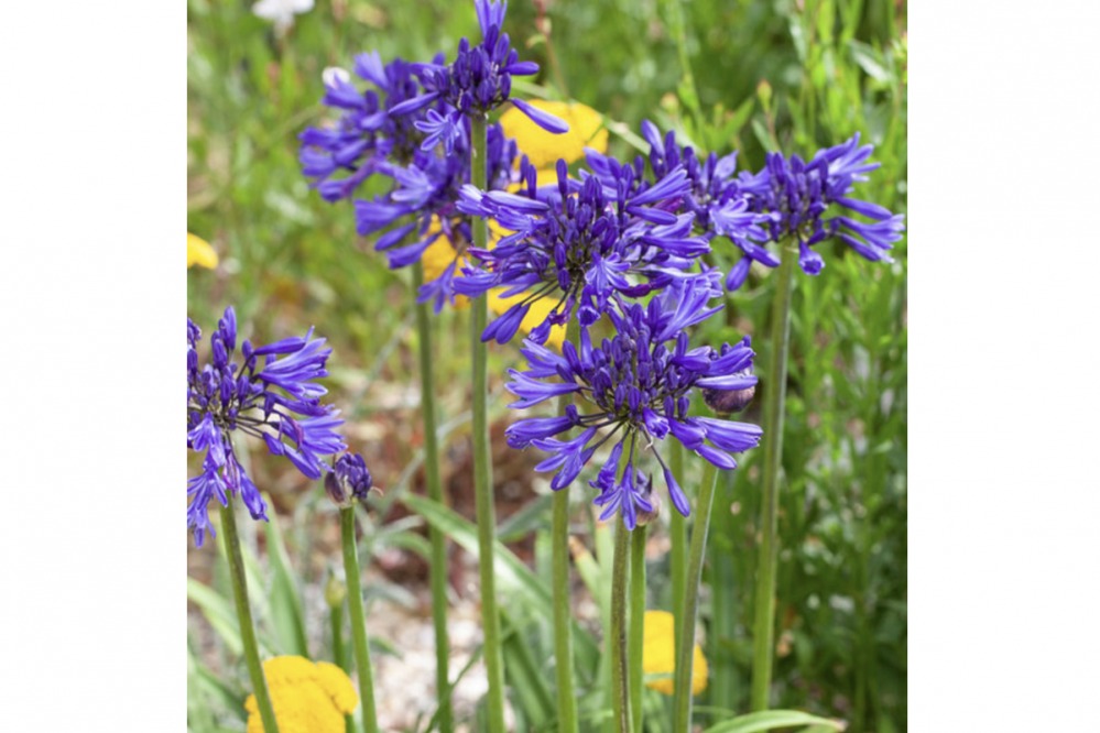 Agapanthus – Navy Blue