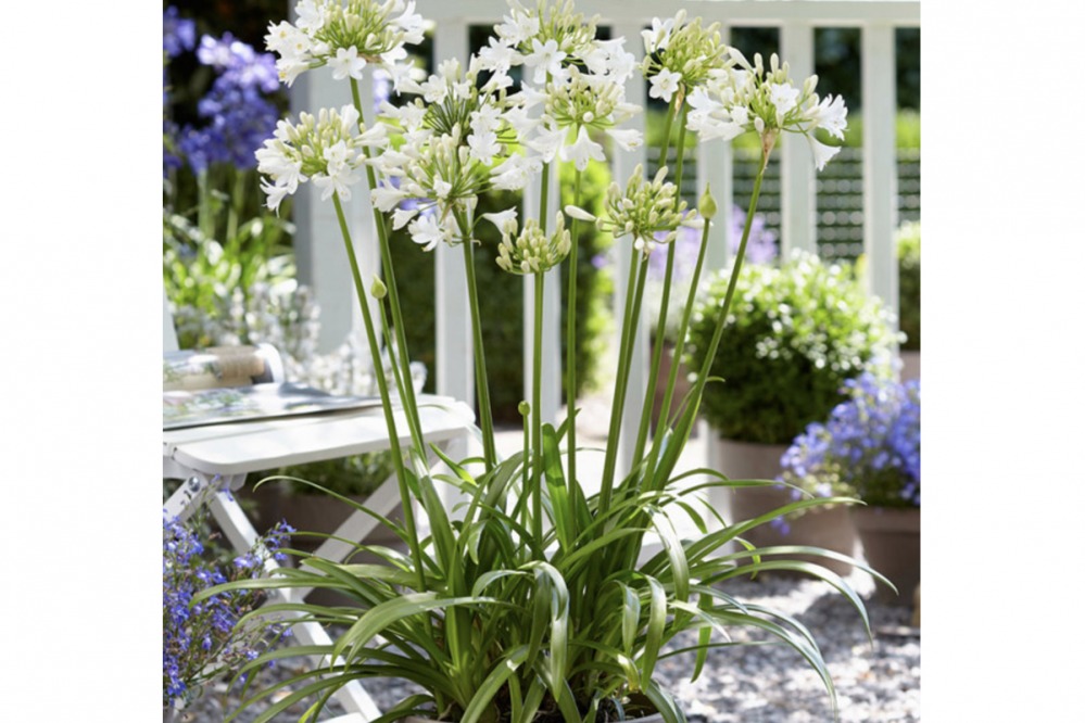 Agapanthus – Ever White