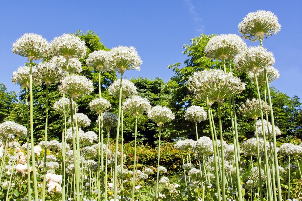 Globe-headed Agapanthus