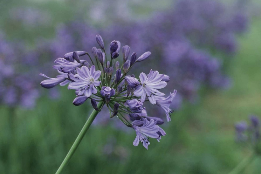 Agapanthus – Jacaranda