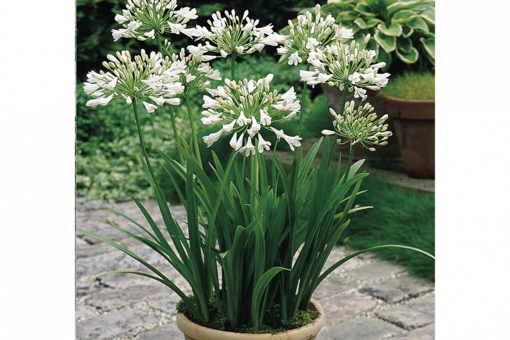 Agapanthus Africans – Albus