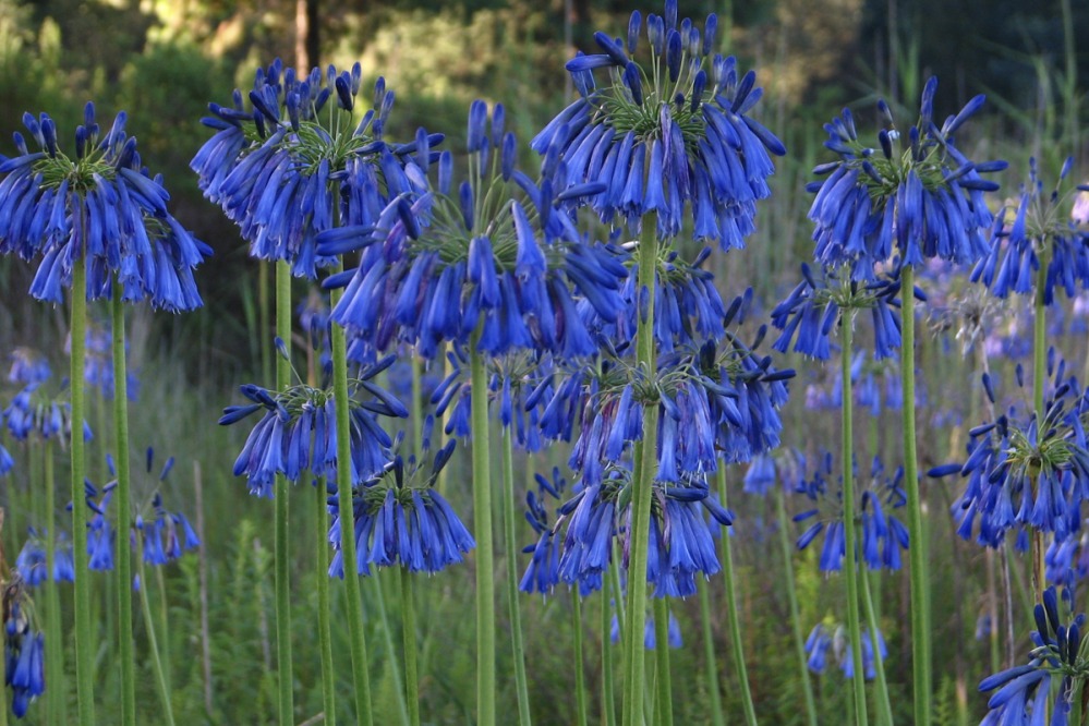 Agapanthus inapertus – Midnight Cascade