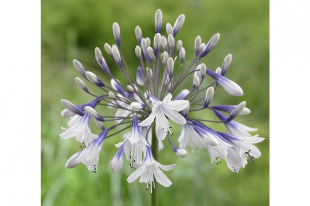 Agapanthus – Fireworks