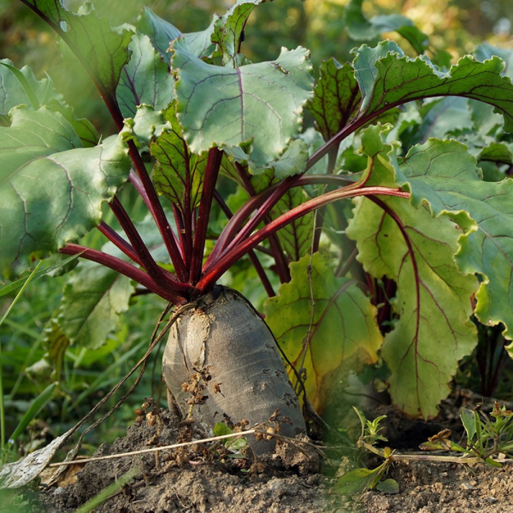 Growing Beetroot
