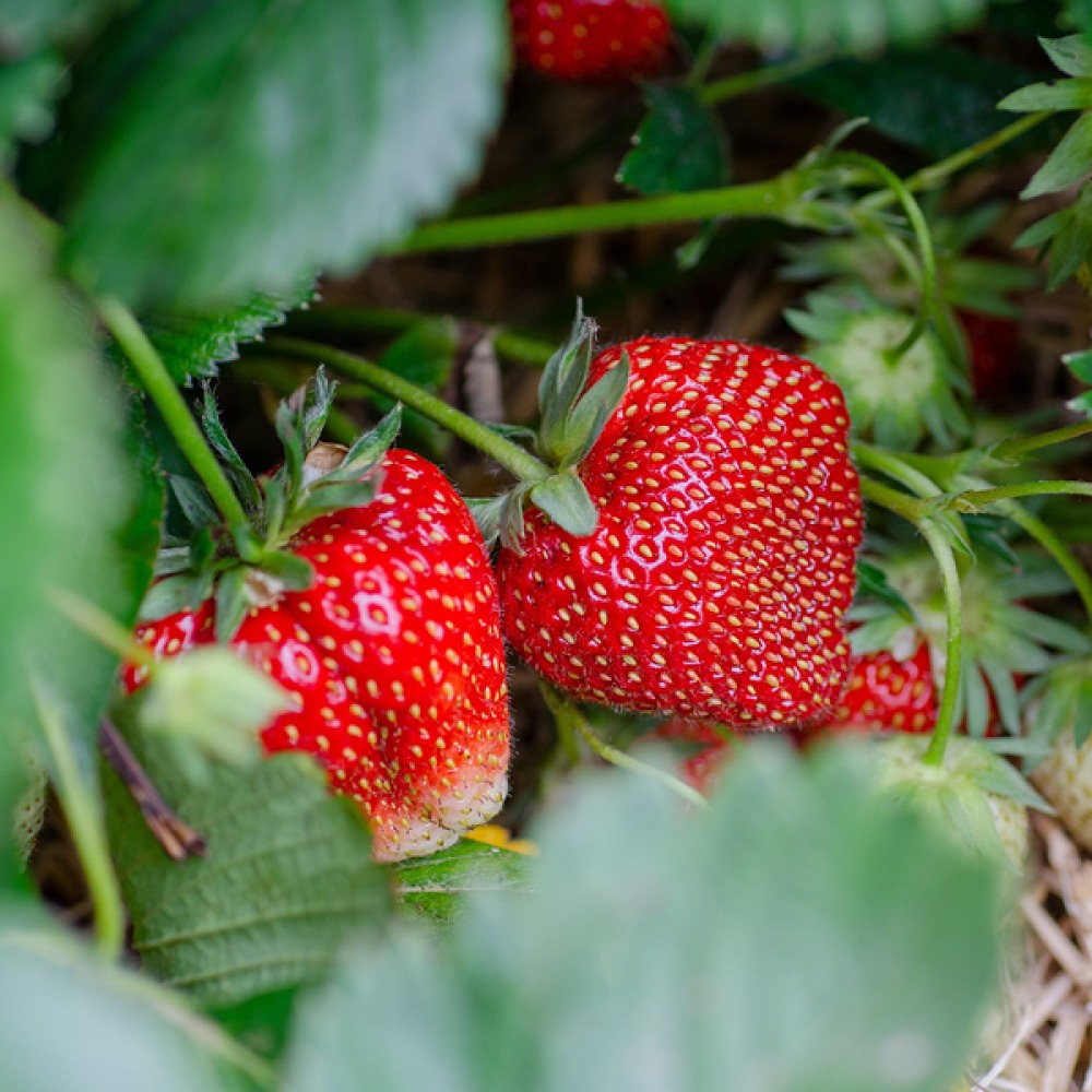 Strawberries growing