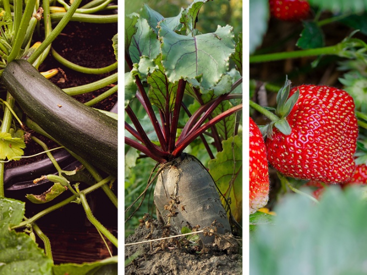 collage of fruit and vegetables growing