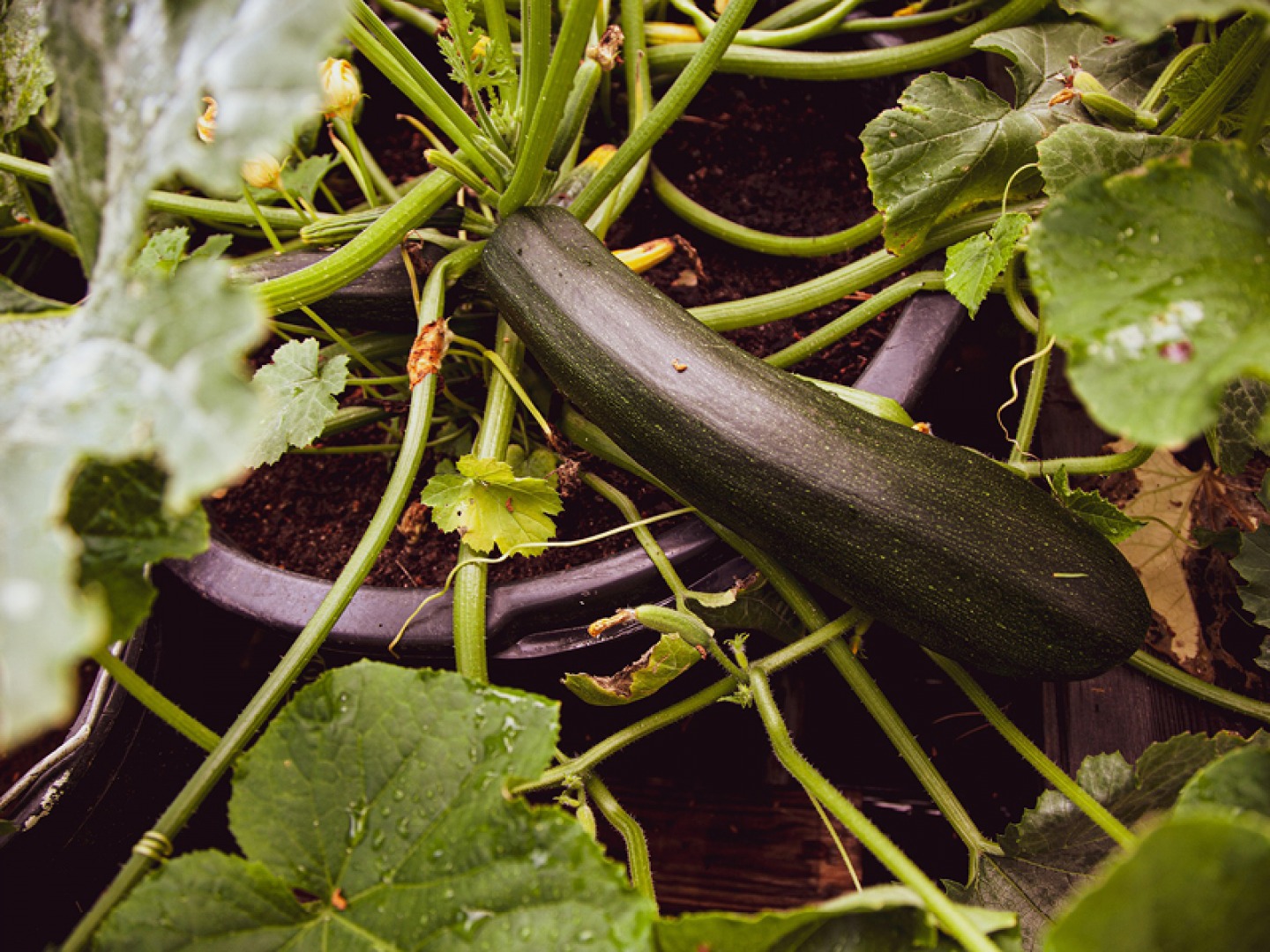 Growing courgette