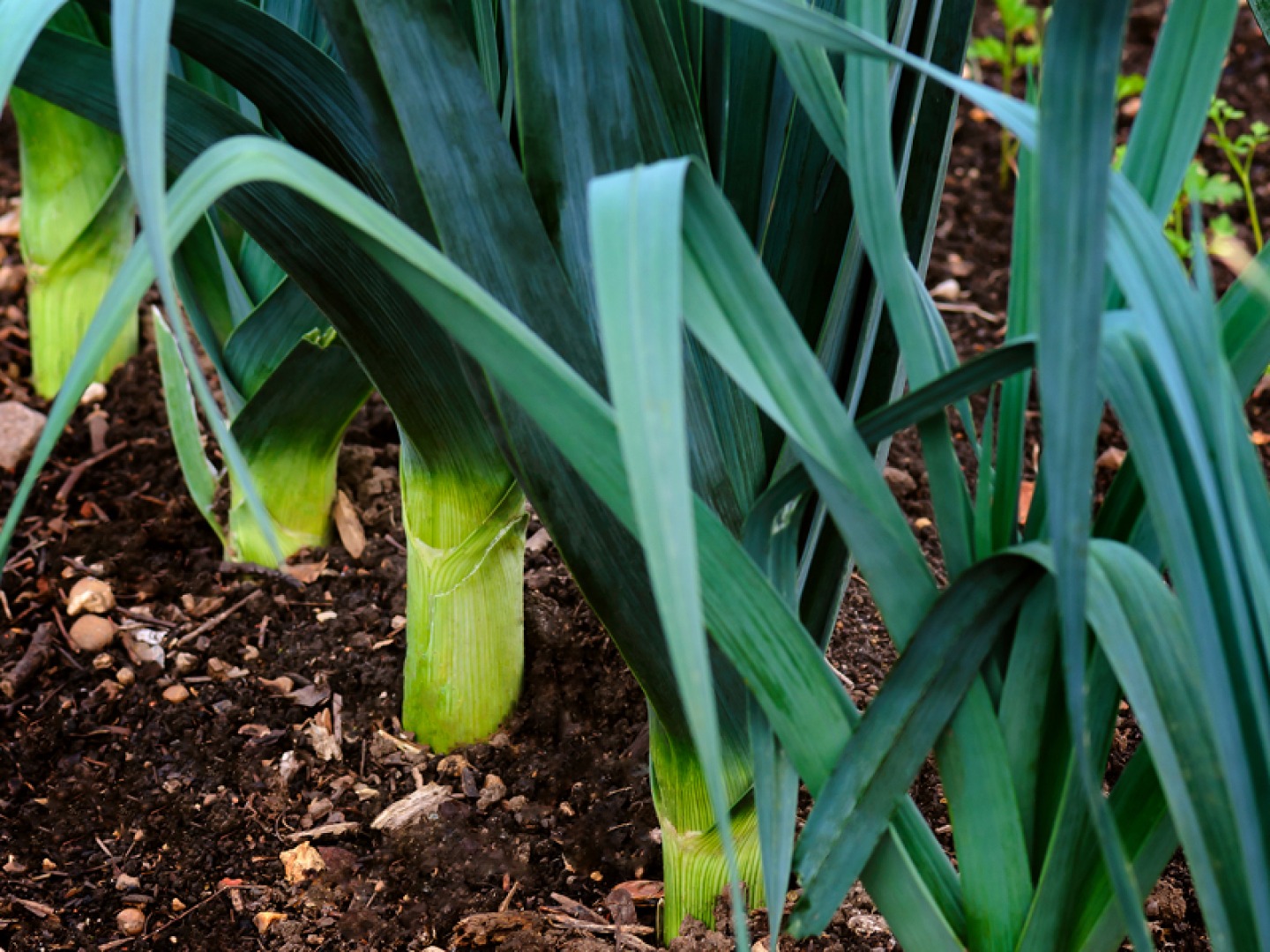 Leeks