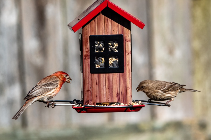 Bird feeder
