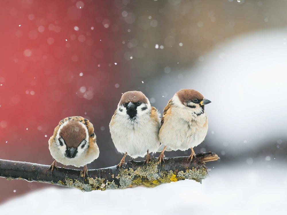 bird feeding