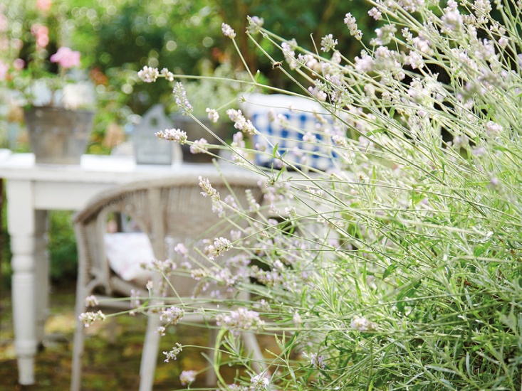 wild flowers in the foreground with a blurred table and chairs in the garden behind