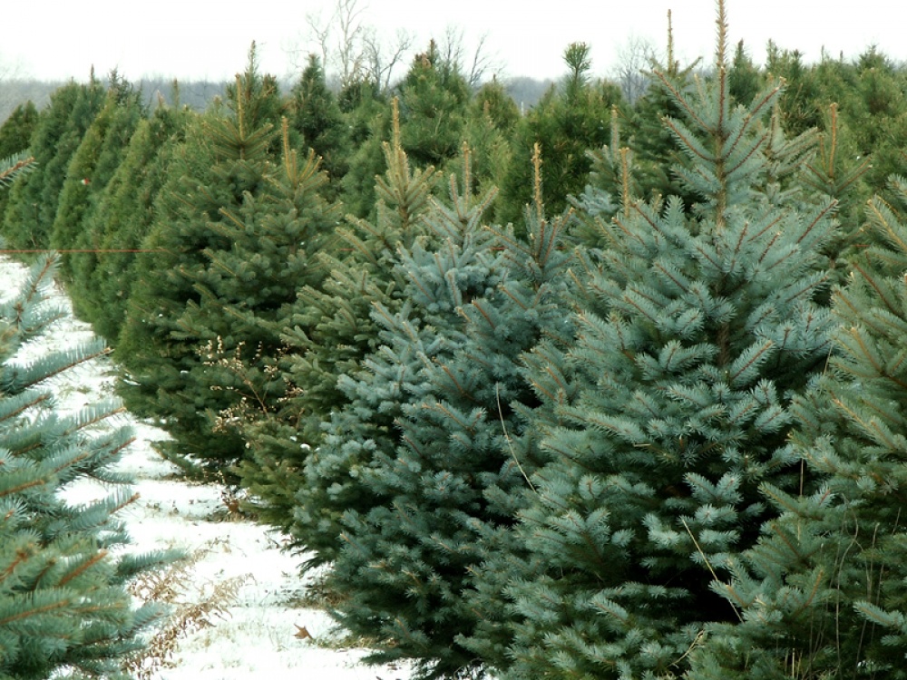 Kids running to choose real Christmas tree