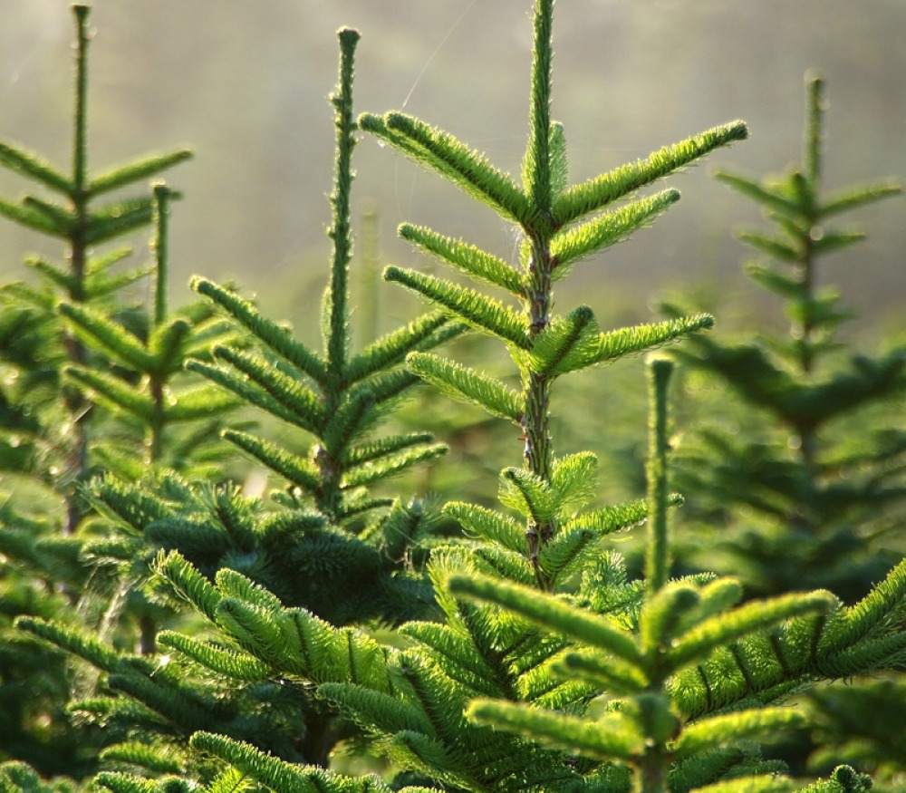 Christmas Tree Farm