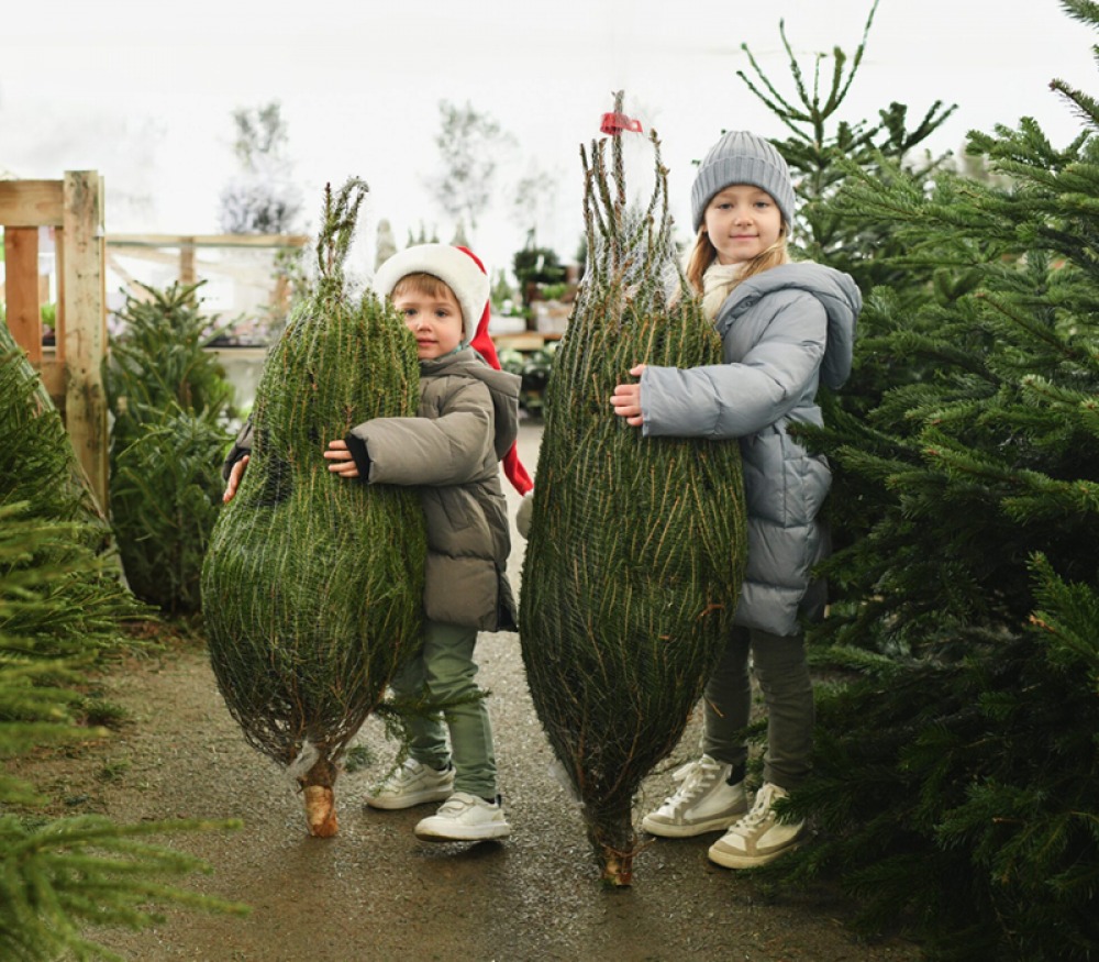Christmas Trees Harrogate