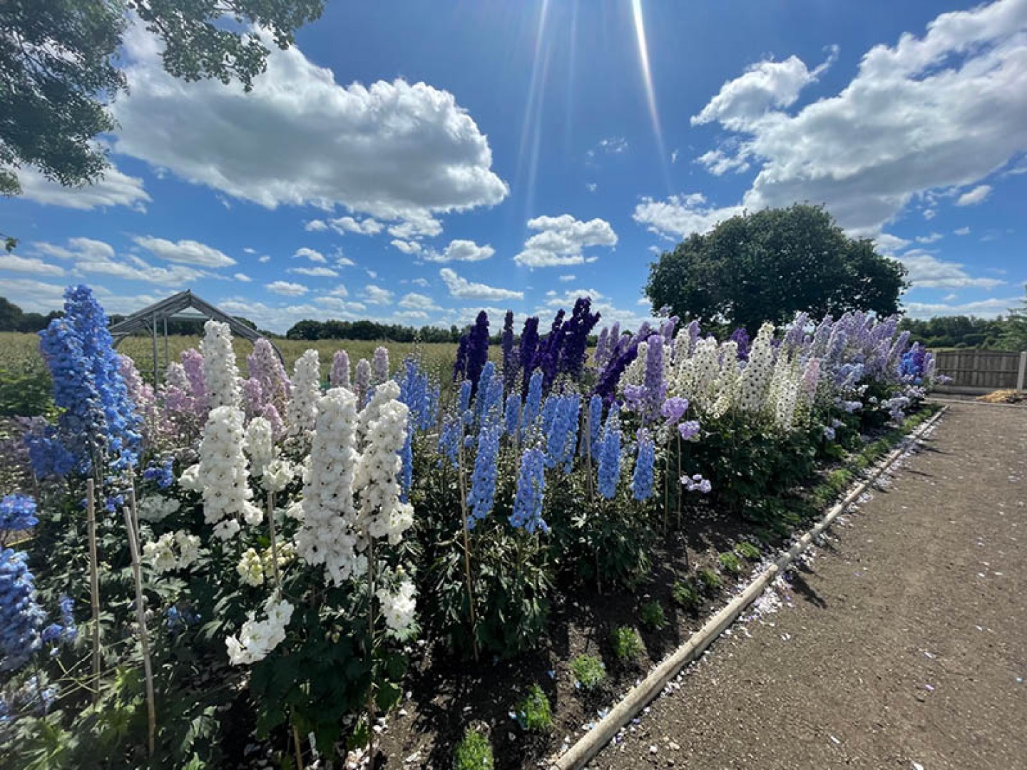 Delphinium