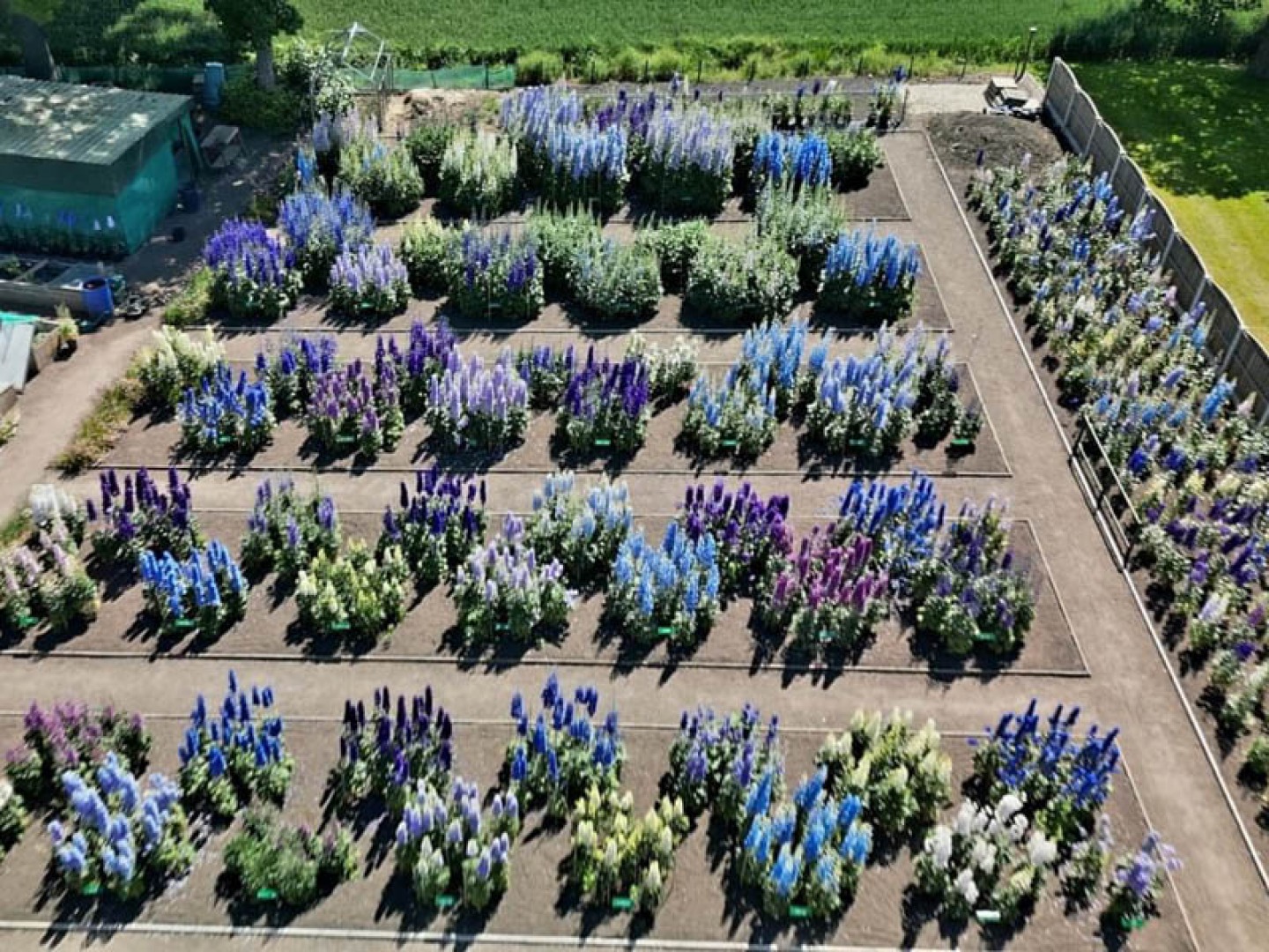 Delphinium