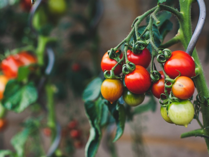 Growing tomatoes on a vine