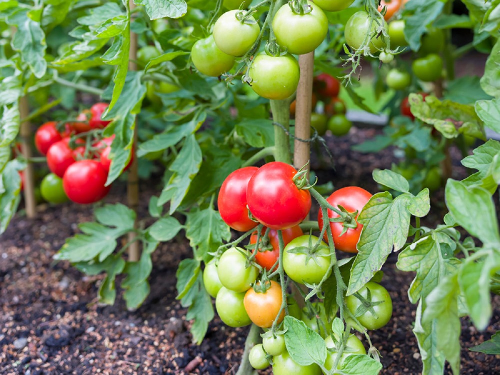 Tomatoes growing outdoors on vines