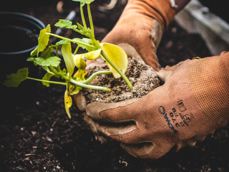 Gardening for your Wellbeing