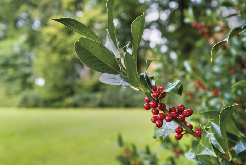 Closeup of a Common Holly branch with red berries © Ruud Morijn | Dreamstime.com