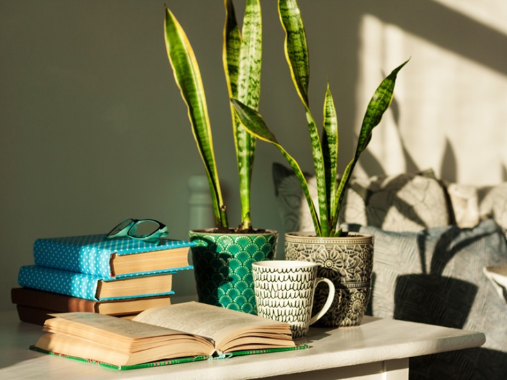 The Power of Mood Boosting Plants