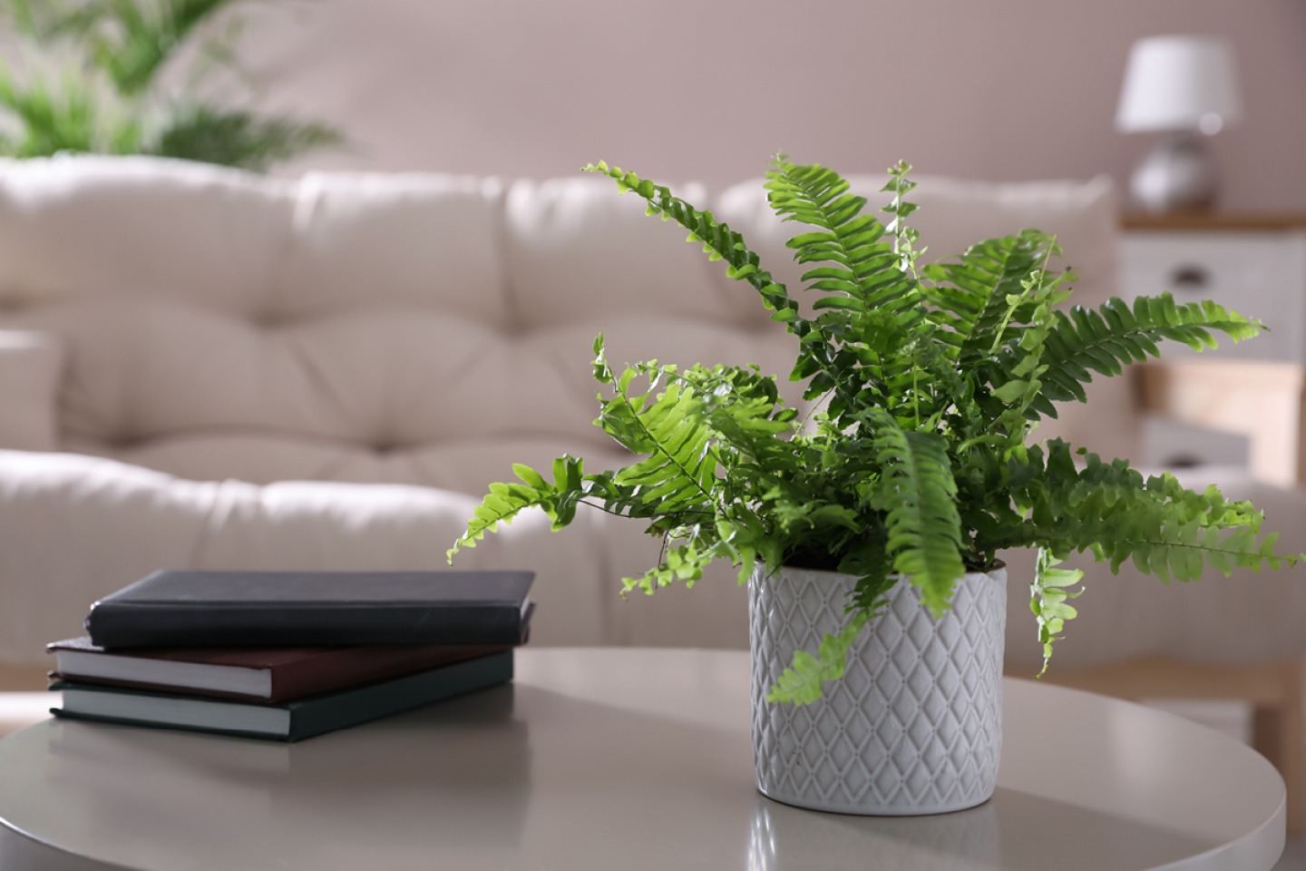 Potted Boston Fern