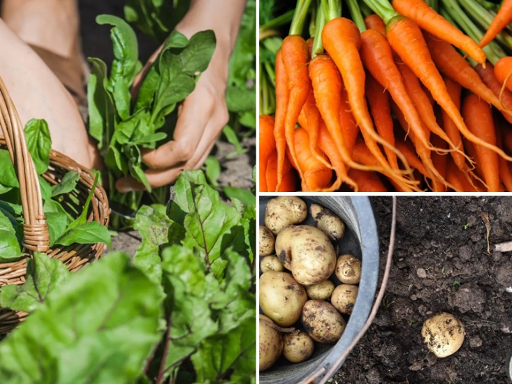 Carrots, potatoes and spinach being picked