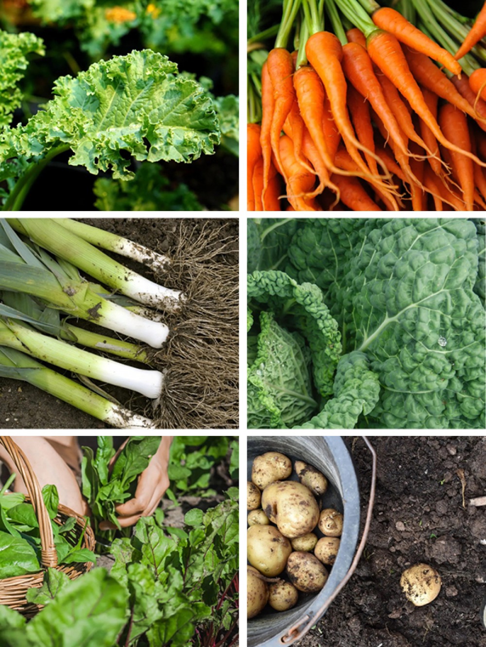 Vegetables