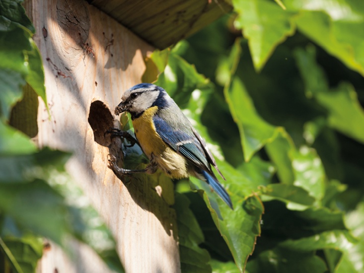 Blue Tit at a nesting box