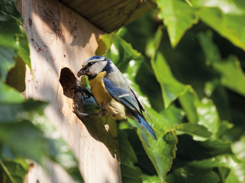 How to Hang the Perfect Nest Box in Your Garden on National Nest Box Week