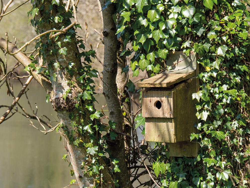 Nesting box amongst trees