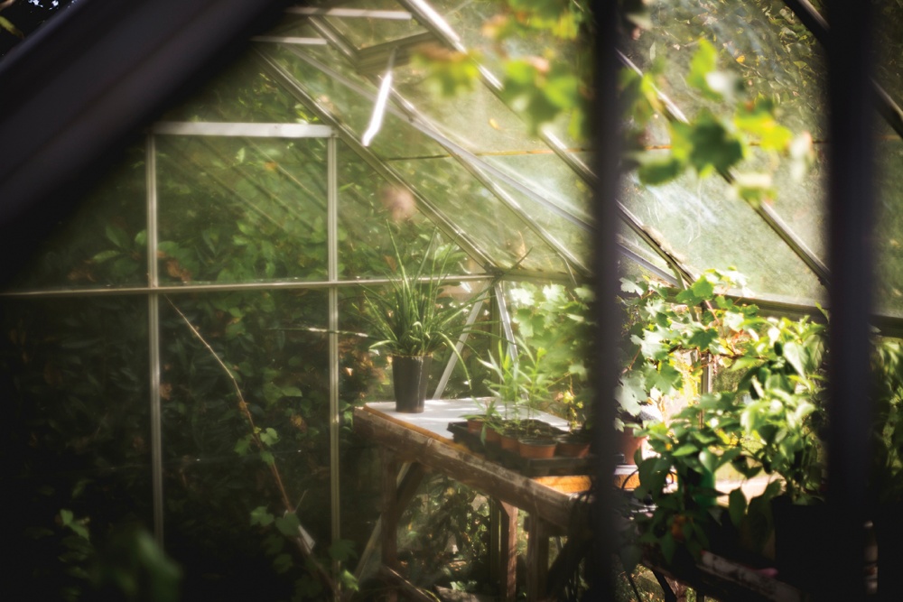 Pruning, Planting and Potting Up to Do Now