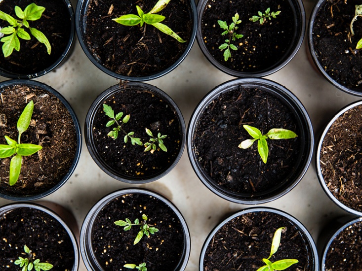 Ariel view of Seedlings in pots