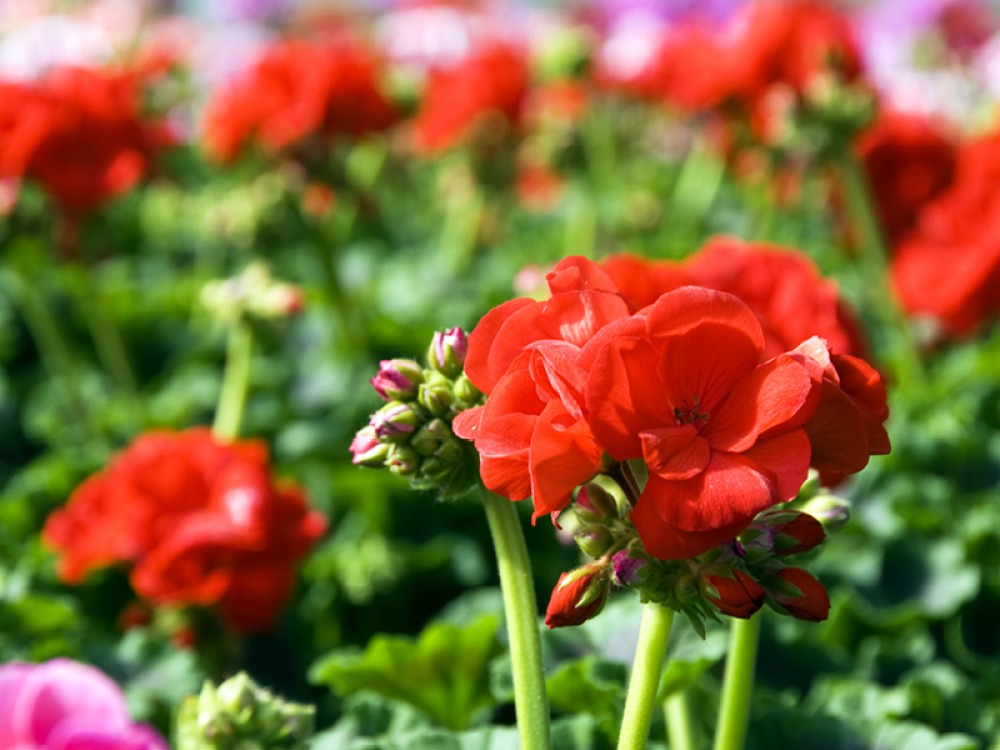 Red Geraniums