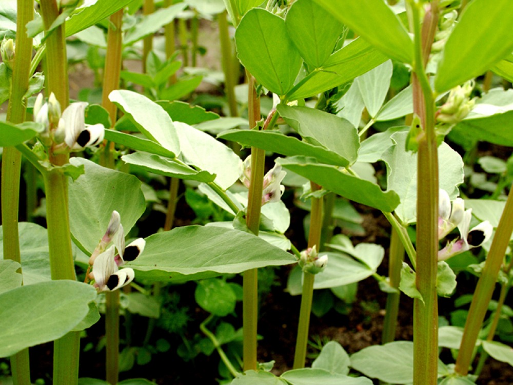 Broad beans