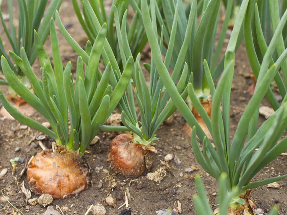 Onions growing