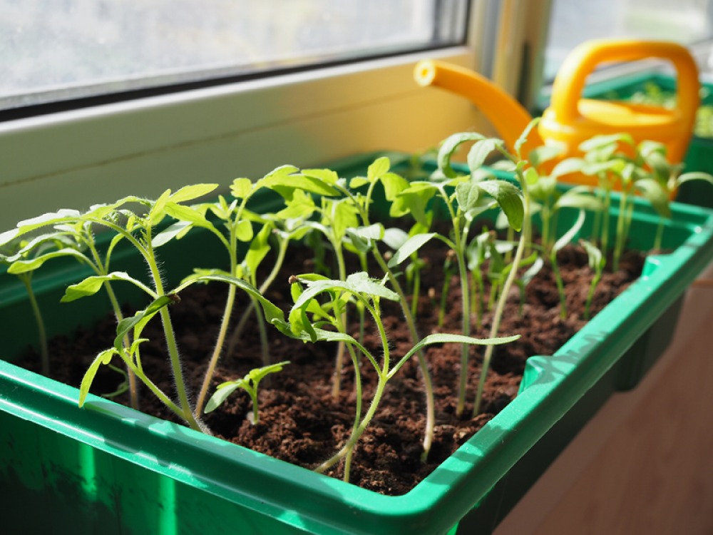 Tomato seeds grown by a windowsill