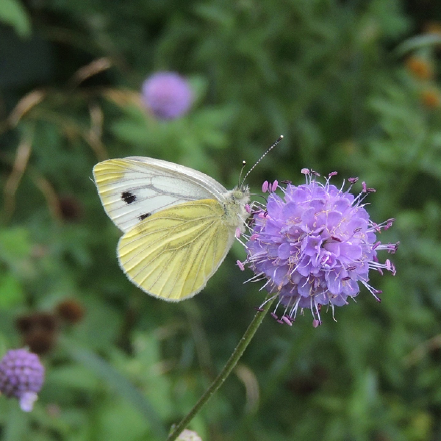 Green Veined White Butterfly (c) Ed Pritchard