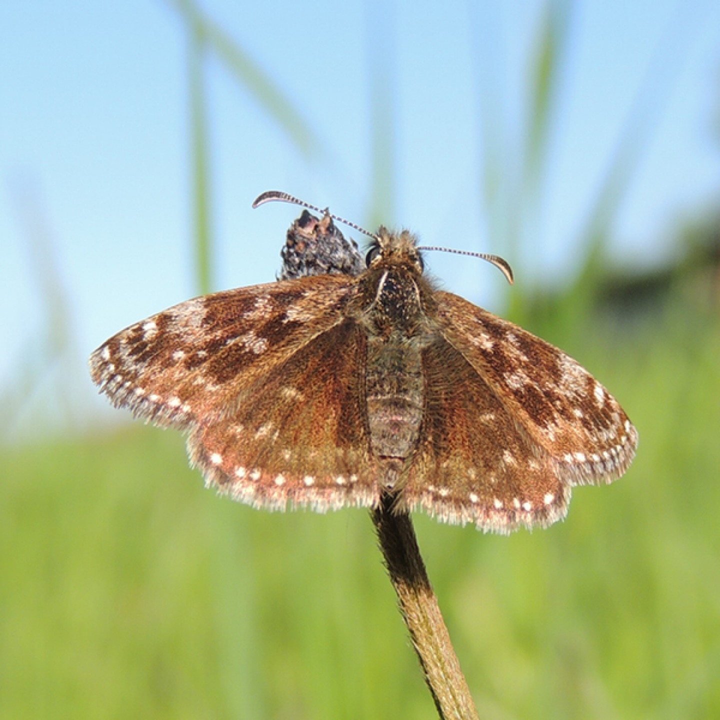 Dingy Skipper (c) Ed Pritchard