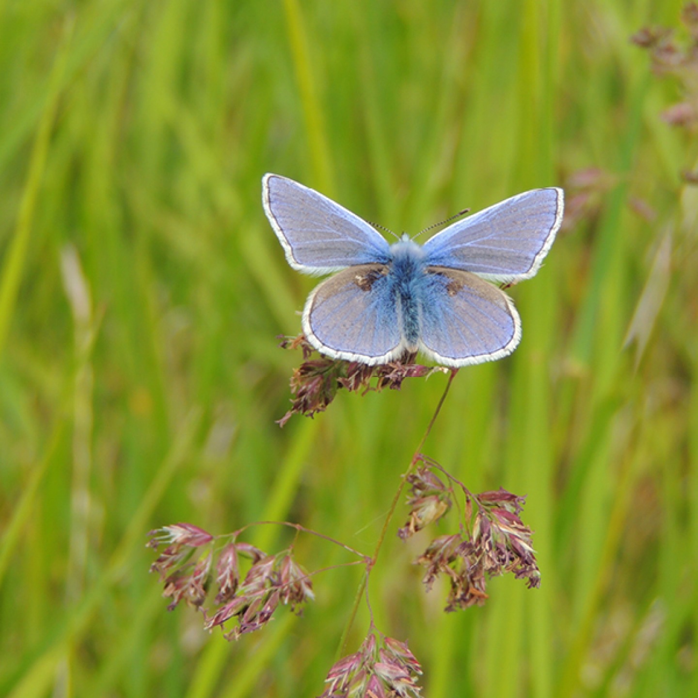 Common Blue Butterfly (c) Ed Pritchard