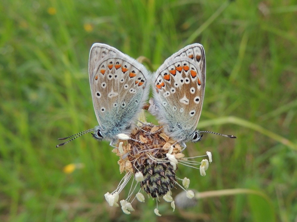 Common Blue Butterfly (c) Ed Pritchard