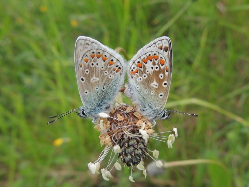 How RSPB Saltholme is Caring for Rare Butterflies