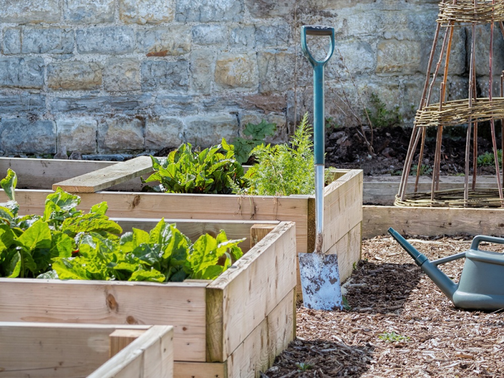 Raised beds in an allotment with spade, watering can and canes