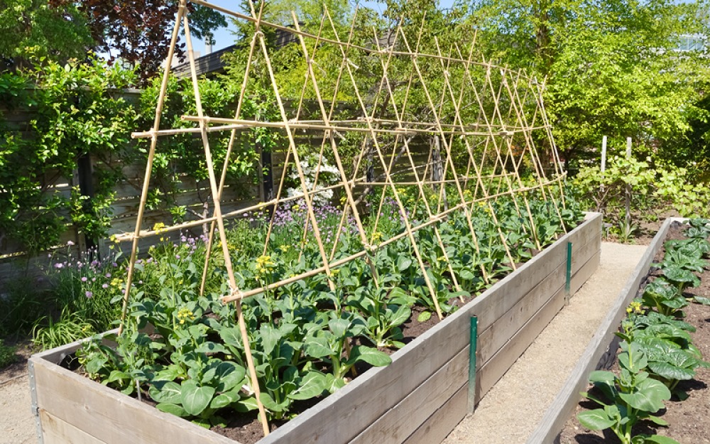 raised bed with canes and young plants